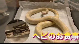 【カーペットパイソン\u0026コーンスネーク】我が家のヘビのお食事特集