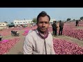 मंदसौर मंडी प्याज भाव 18 जनवरी 2025 आज के प्याज के भाव mandsaur mandi onion rates onion rates