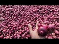 मंदसौर मंडी प्याज भाव 18 जनवरी 2025 आज के प्याज के भाव mandsaur mandi onion rates onion rates