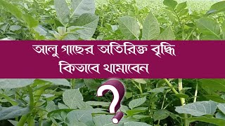 আলু গাছের অতিরিক্ত বৃদ্ধি দমন । আলুর বাম্পার ফলন । টপ 5টি pgr। potato farming