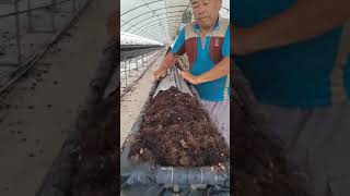 하우스 딸기 수경재배 토양 형태 관리. How to manage the soil shape when growing strawberries.