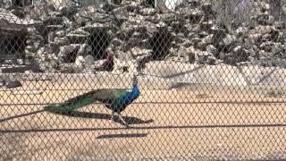 天津水上公園動物園