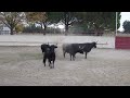 tri des taureaux de camargue à la manade saint louis 1 3