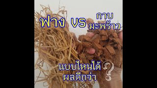 ฟางVSกาบมะพร้าวสับ อะไรเพาะเห็ดฟางได้ดีกว่า