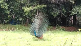 THUNDEROUS RAIN PEACOCK DANCE AT BACKYARD - NATURE PRO - MAPA - 05MAY2021