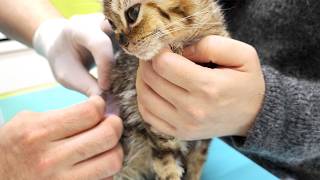 大変な治療もすんなり受け入れる子猫に先生も大絶賛。