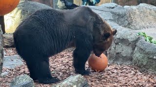 フィーダーをころころポンくん【‎2024年‎11月8日】【上野動物園】エゾヒグマ