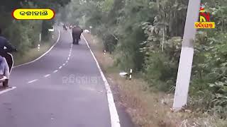 Wild Elephant Spotted On Road At Kalahandi । NandighoshaTV