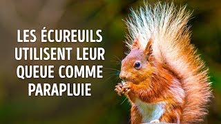 50 Informations à Peine Croyables Sur Les Animaux Que tu Voudras Absolument Partager