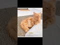 【マンチカン】【ミヌエット】歌います🎶雰囲気出てる猫