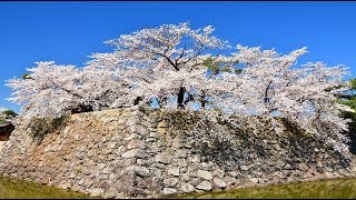 桜の花が満開になった松代城・4K