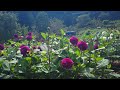 小鹿野町 両神山麓花の郷 ダリア園【4k】