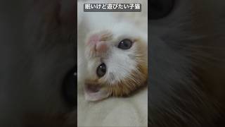 眠いけど遊びたい子猫   #cat #kitten #猫 #子猫 #ねこ #こねこ #animal  #cute  #猫のいる暮らし #shorts