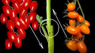 Yellow Tomato Grafting On Red Tomato \u0026 Result | Grafting Trees Clip