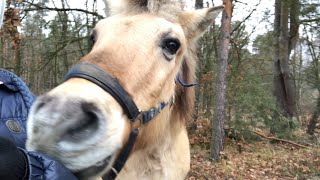 弟フィヨルドホース「主もお散歩も大好き❣️」　🐴😍😋👩🏻