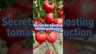 High yield tomato growing tips #garden #gardenigtip #agriculture #fypviral #gardening #growyourown