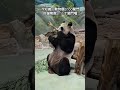 冷知識：貓熊館17 10才關門喔 panda 大熊猫 cute taipeizoo animals