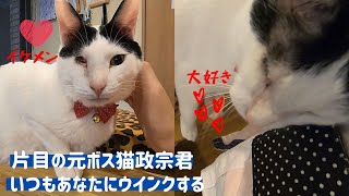 片目の元ボス猫政宗君いつもあなたにウインクするOne-eyed boss cat always winks