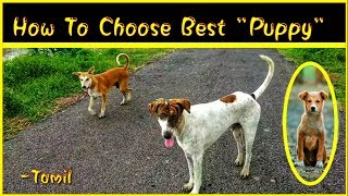 🐕சிறந்த நாய் குட்டியை தேர்வு செய்து எப்படி || How to Choose Best Dog || Hunting Dog ||