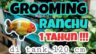 Grooming ranchu 1 tahun !!!