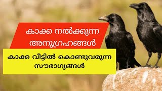 കാക്ക വീടുകളിൽ ഈ ഒരു കാര്യം ചെയ്താൽ ജീവിതം രക്ഷപ്പെട്ടു. jyothisham Malayalam. astrology. kaka