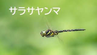 サラサヤンマ　Sarasaeschna pryeri