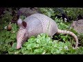 Cool Facts About Armadillos