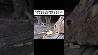 バナナを知らないうさぎたちに、バナナをあげてみたら…？