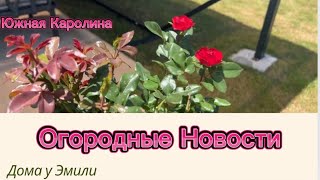 Огородные новости. Сюрприз от птички🐣