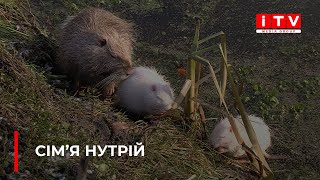 У Рівному поблизу \