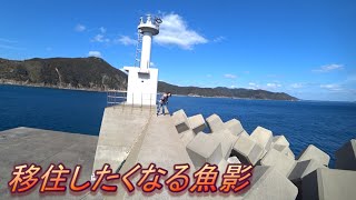 五島列島をバイクで堤防巡り！短時間で沖磯サイズが釣れる魚影だった！(Vol.355)