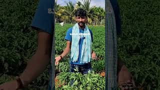 ಯುವ ಕೃಷಿಕನ ಮನದಾಳದ ಮಾತು ಬದುಕು ಬೇಸಾಯ chilli farming chitradurga