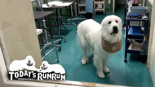 真っ白になって体重もベストだったルンルンです　Great Pyrenees　グレートピレニーズ