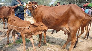 @আজ ৩ মার্চ || শাহিওয়াল সিন্ধী সহ দেশাল জাতের বাছুরসহ গাভী গরুর দাম || আমবাড়ী হাট