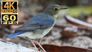 4K60 香港稀有過境遷徙雀鳥：藍歌鴝 雄性幼鳥 Rare transit migratory birds in HK:Siberian Blue Robin is a male young bird