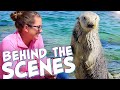 Sea Otters Behind the Scenes! Oregon Coast Aquarium Tour