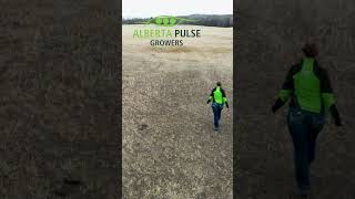 Alberta Pulse Growers Field Scouting #agriculture #alberta #farming #plant24 #peas #beans #lentils