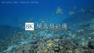 屋久島の海 [8K footage] Crystal Clear Undersea Yakushima