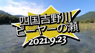 四国吉野川 ピーヤーの瀬 2021 09 23