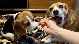 噛みたい欲求を満たすオモチャ～年上の強さを見せる先住犬【ビーグル多頭飼い】Beagle Puppy