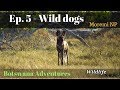 Wild dogs hunting in Moremi National Park - Botswana Adventures: Ep5/5