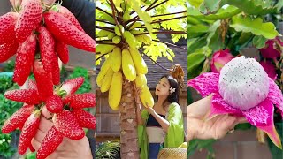 Harvesting the Best of Nature: Fresh Fruits \u0026 Veggies 🍓🥬