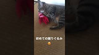 初めての蹴りぐるみ#猫#エビ#お家時間#ぬいぐるみ#マタタビ