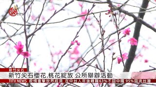 新竹尖石櫻花.桃花綻放 公所舉辦活動  2020-02-17 IPCF-TITV 原文會 原視新聞