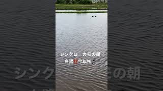 朝ラン5時　今日は水が張られた水田にカモがシンクロ朝ごはん　奥にシラサギ⁉️今年初お目見え🎵