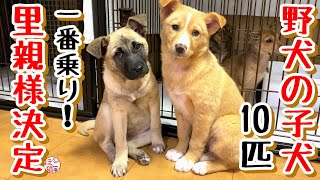 【子犬　野犬　保護犬 10匹】10+1わんちゃん　里親様決定！