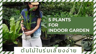 5 ต้นไม้ในร่ม Indoor Plant เลี้ยงง่าย ปลูกในห้อง ในคอนโดได้