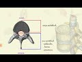 4 deuxiÈme vertÈbre cervicale c2 axis u0026 fonction des parties d’une vertÈbre type anatomie