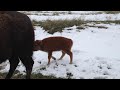 tatanka and calf