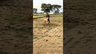 champion Pakistani bully dog in pakistan bully kutta fight  😱😱 biggest bully dog #dog +923318733206